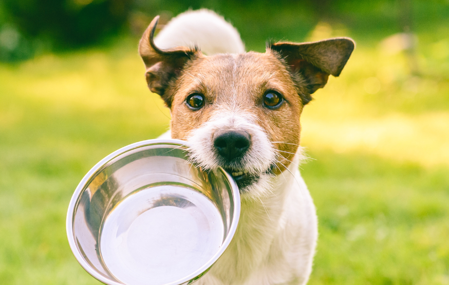 Los rodamientos NSK están resultando ser fundamentales para ayudar a un fabricante británico de alimentos para mascotas