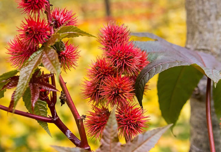 spike red flower oil castor (Ricinus Communis) plant, a beautiful bright plant toxic dangerous