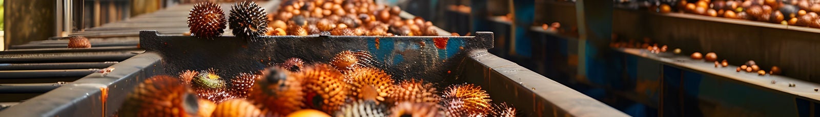 Image of fruit from palm oil tree being processed in palm oil mill.